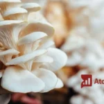 Budidaya Jamur Tiram