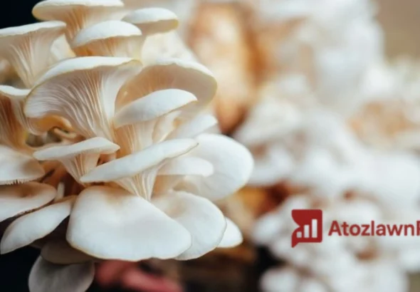 Budidaya Jamur Tiram